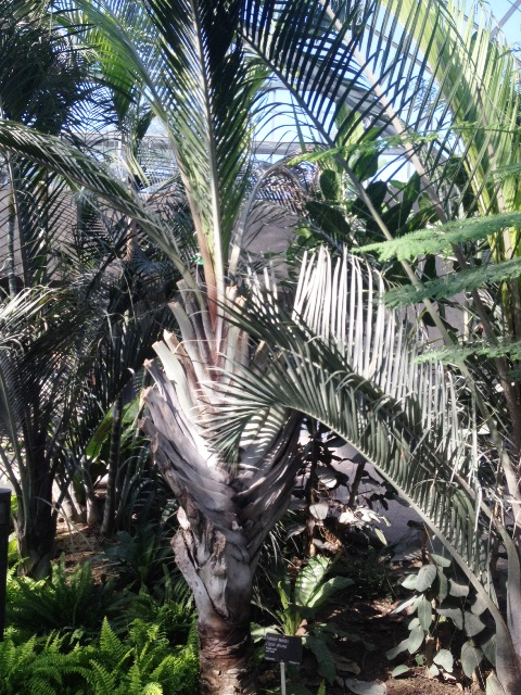 dypsis decaryi.jpg