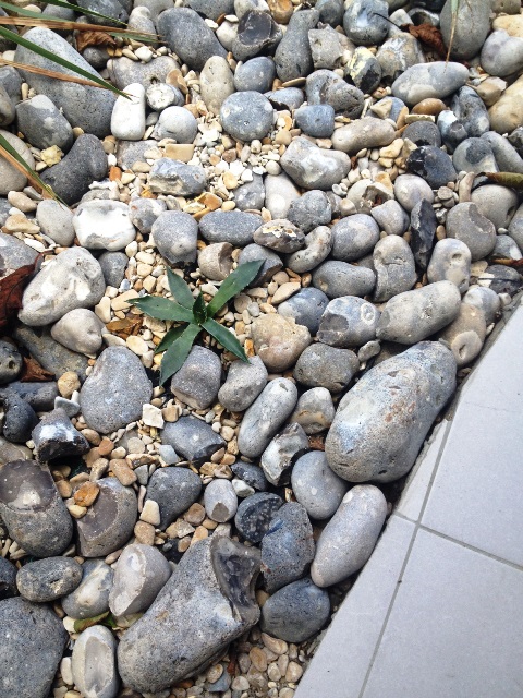 petite agave megalacantha, à suivre !