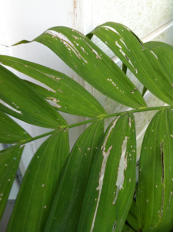 chamaedorea microspadix attaqué