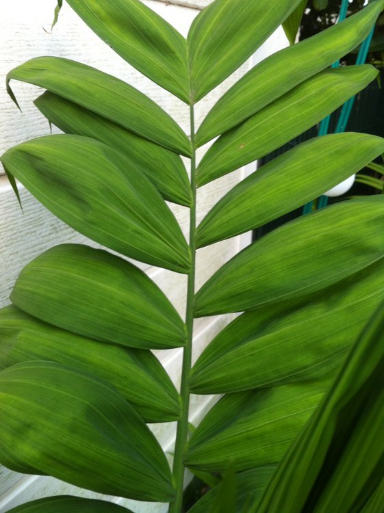 voici la palme avant l'attaque