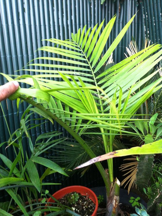 Ravenae Rivularis