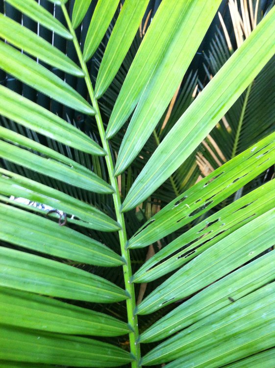 Palme attaqué