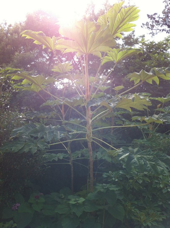 Tetrapanax papyriferum