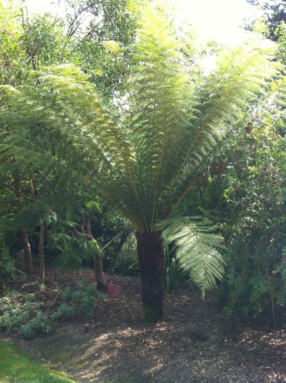 Dicksonia antartica 4m