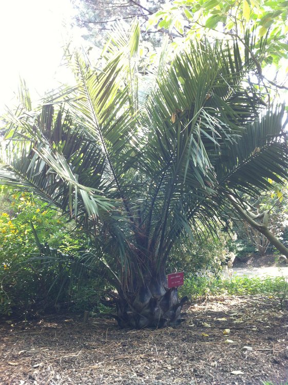 Jeune Jubaea Chilensis qui commence à bien grossir et à monter sur stipe il fait déjà 3 m de haut