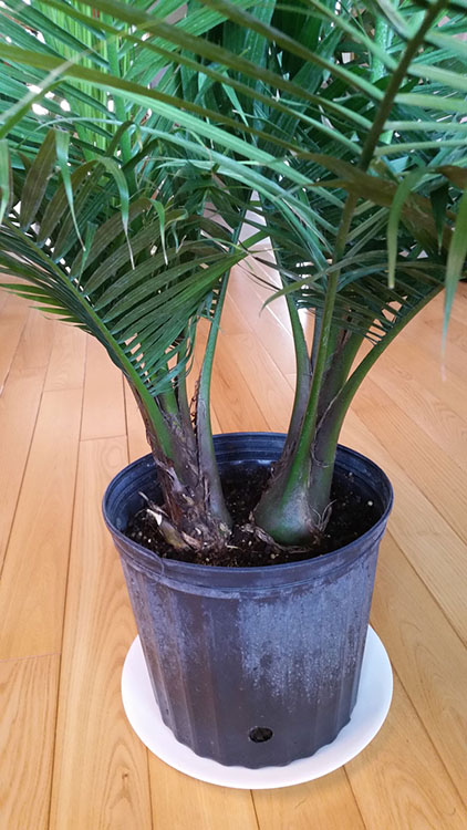20140825_140539_OPT.jpg