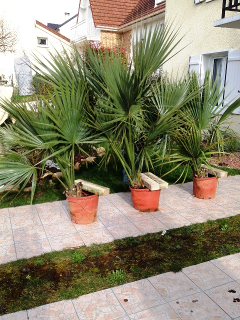 palmetto1.JPG