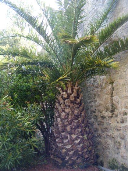 Jardin de la mairie