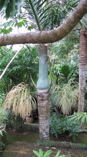 Le Hyophorbe verschaffeltii continuellement en fleurs.jpg