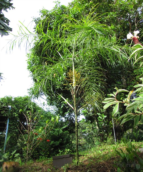 Le Chamaedorea plumosa de plus en plus beau.jpg