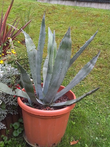 agave americana