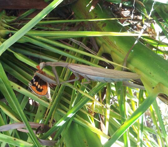 Mante et Paysandisia.jpg