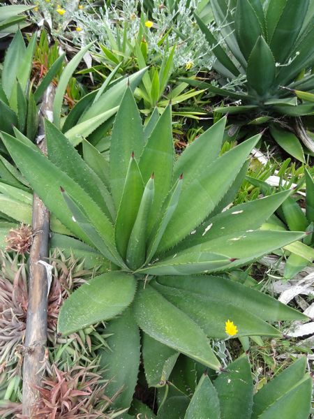 AGave Tarifa Espagne  2013 241 bis.jpg
