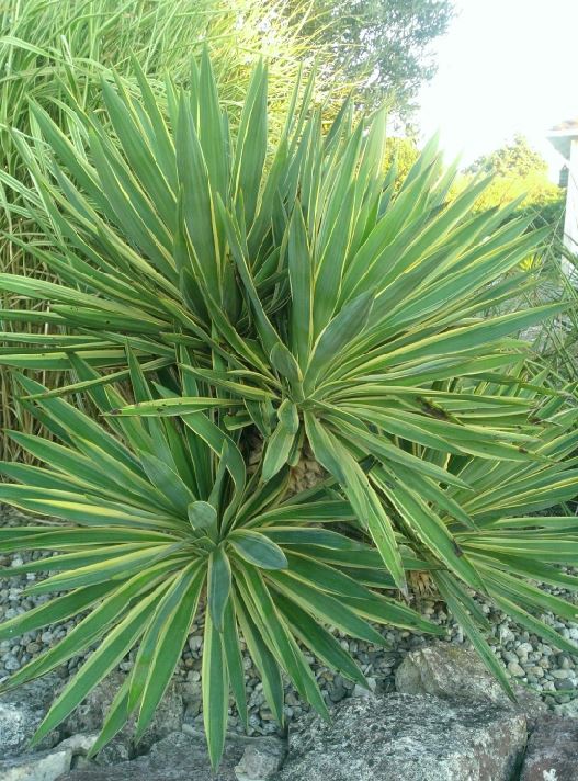 variegata.JPG