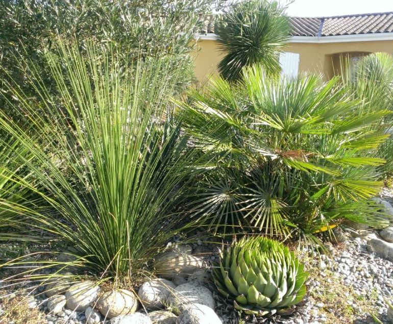 Longiss&Aloé&cerifera.JPG