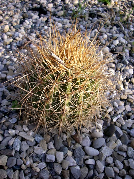 Lobivia formosa Rocaille 1 Champagnier jardin bis.jpg