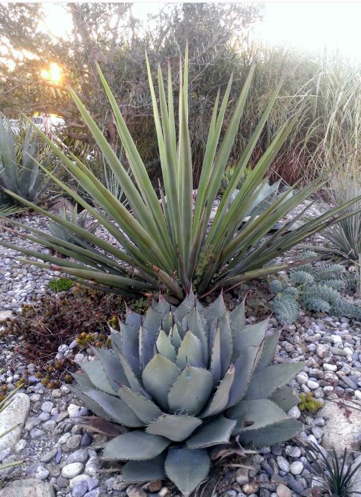 treculeana-agave.JPG