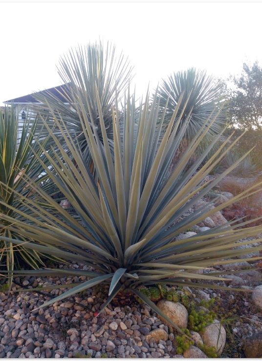 yucca schottii.JPG