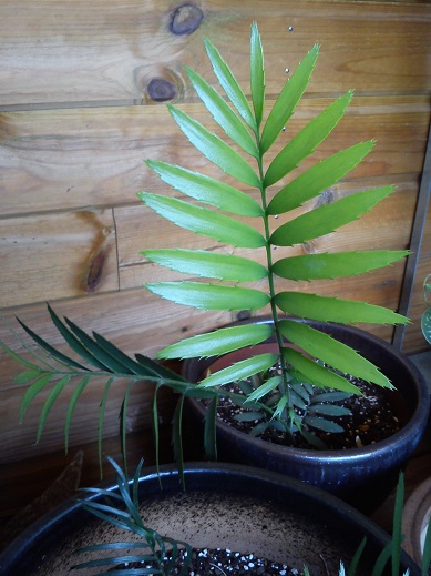 encephalartos natelensis