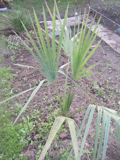 31 octobre 2013 ,le Sabal Palmetto (copie).jpg