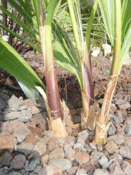 Jeune pousse de Robusta base des pétioles rouge,la forme de la poire ne se voit pas.