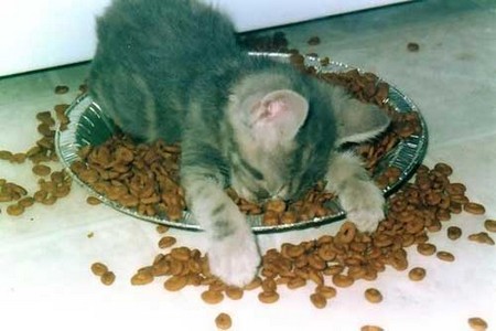un petit chaton fourré au croquette.un régal!