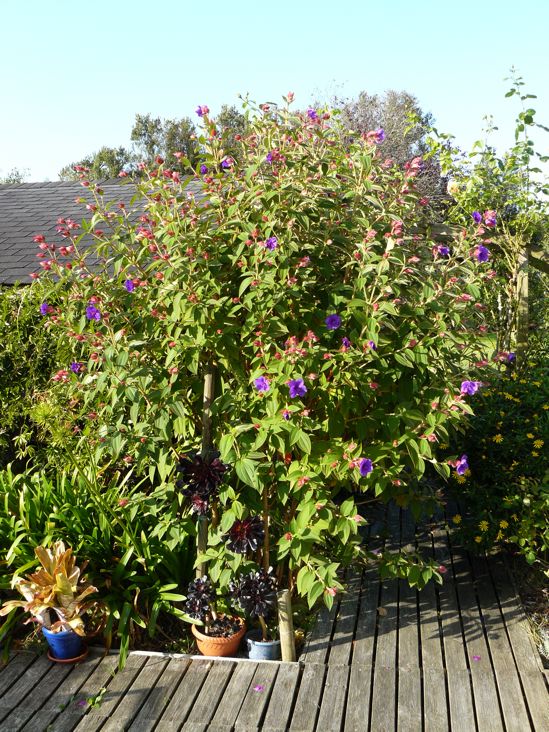 Tibouchina 89.jpg