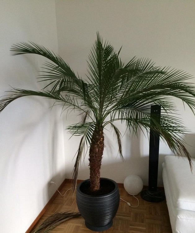 arbre achat après repotage.jpg