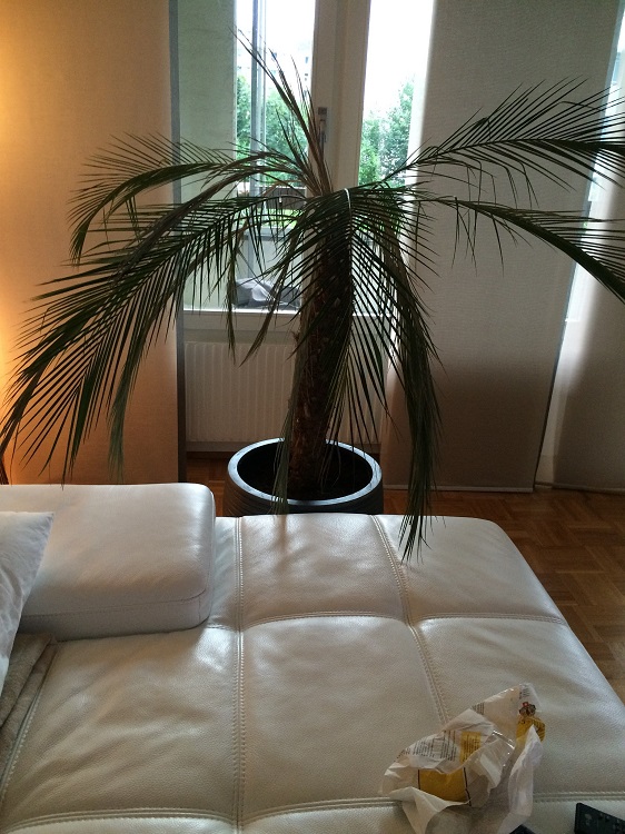 arbre.jpg