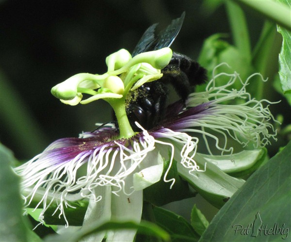 6 pollinisation de passiflora edulis.jpg
