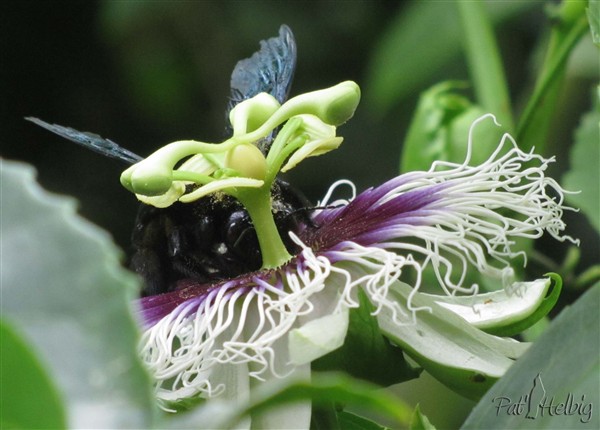 5 pollinisation de passiflora edulis.jpg