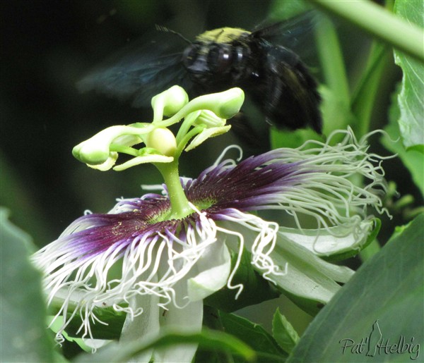 4 pollinisation de passiflora edulis.jpg