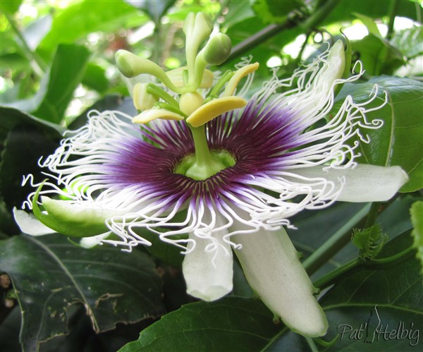 3 pollinisation de passiflora edulis.jpg