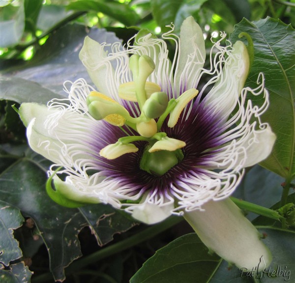 2 pollinisation de passiflora edulis.jpg