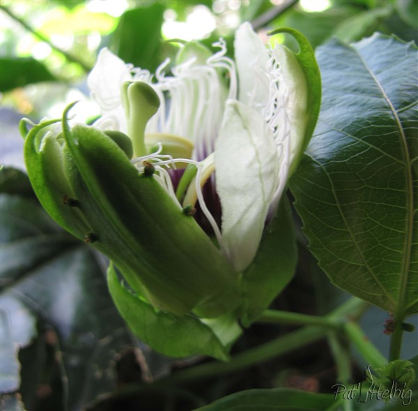 1 pollinisation de passiflora edulis.jpg