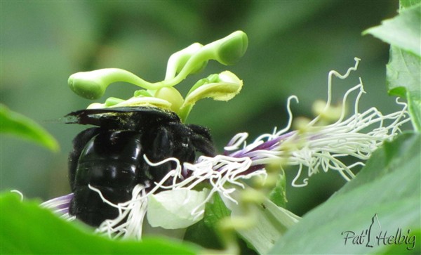 12 pollinisation de passiflora edulis.jpg