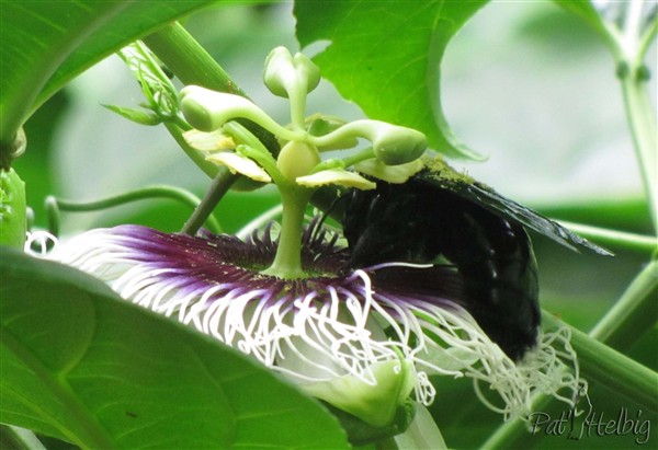 11 pollinisation de passiflora edulis.jpg