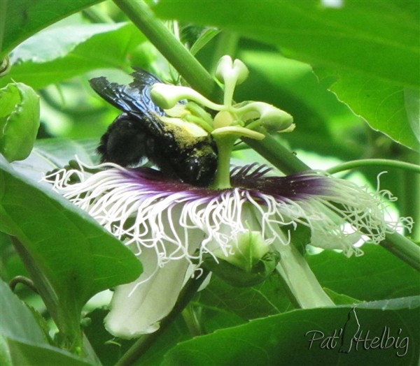 10 pollinisation de passiflora edulis.jpg