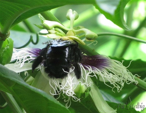9 pollinisation de passiflora edulis.jpg