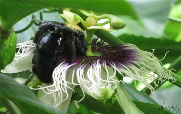 8 pollinisation de passiflora edulis.jpg