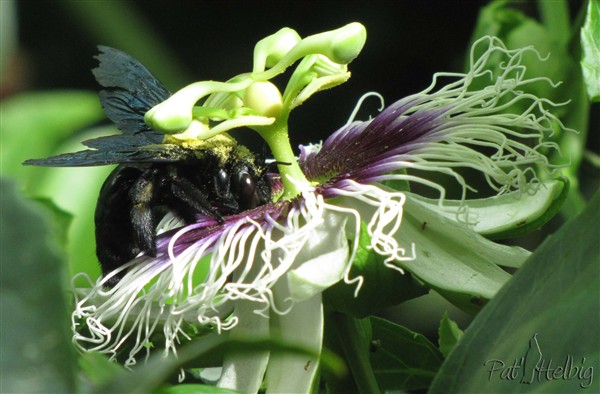 7 pollinisation de passiflora edulis.jpg