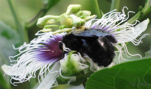 18 pollinisation de passiflora edulis.jpg