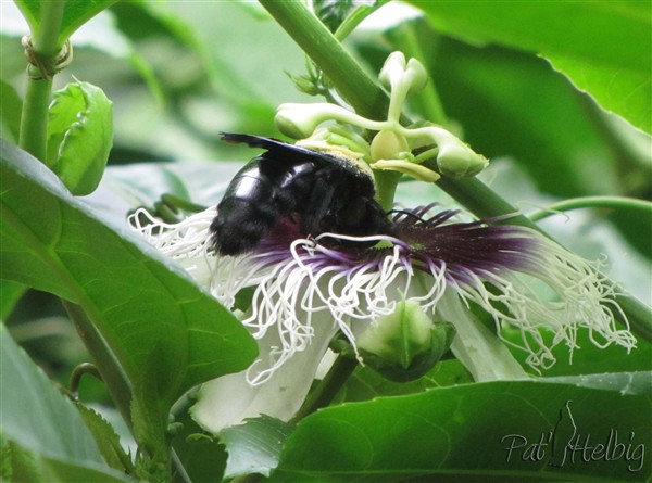 17 pollinisation de passiflora edulis.jpg