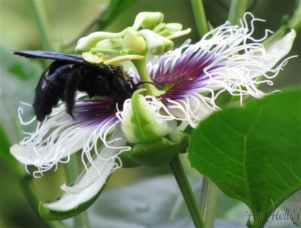 16 pollinisation de passiflora edulis.jpg