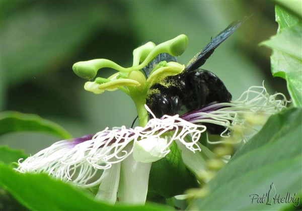 15 pollinisation de passiflora edulis.jpg