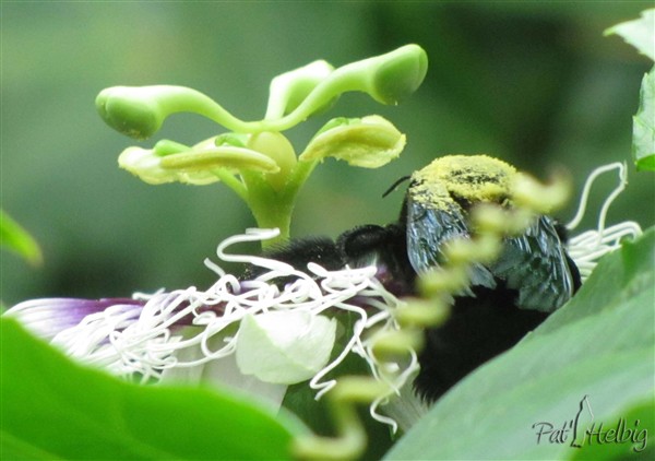 14 pollinisation de passiflora edulis.jpg