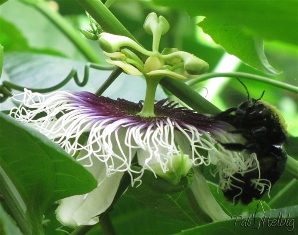 13 pollinisation de passiflora edulis.jpg