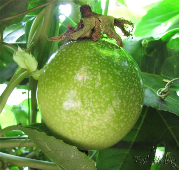 20 pollinisation de passiflora edulis.jpg