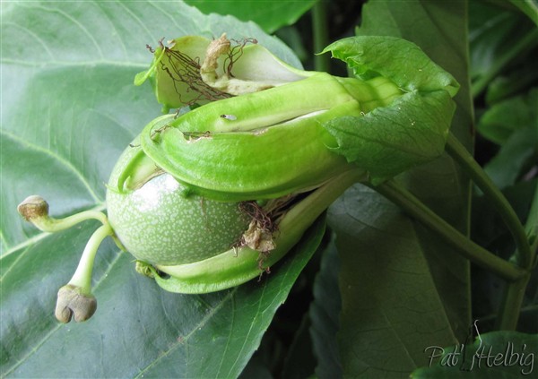 19 pollinisation de passiflora edulis.jpg