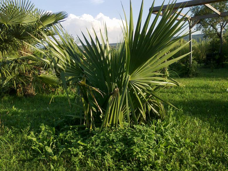 Sabal palmetto.jpg